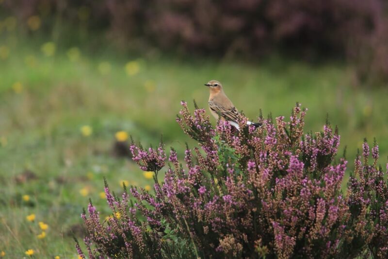 Otterlo: De Hoge Veluwe National Park Entry Ticket - Key Points