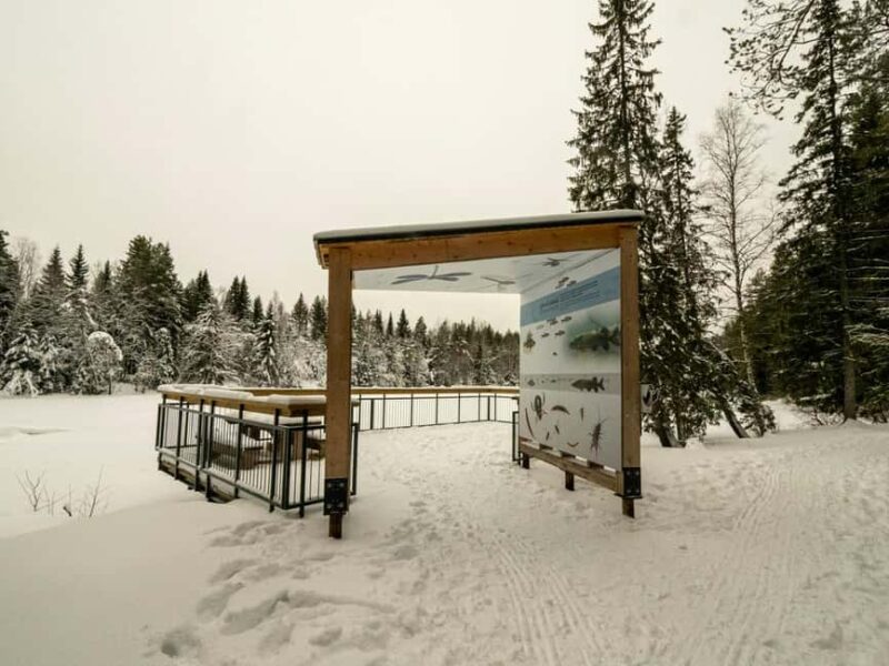 Oulu: Guided Winter Day Trip to Sanginjoki Nature Reserve - Discover the Serenity of Sanginjoki Nature Reserve on a Winter Day Trip from Oulu