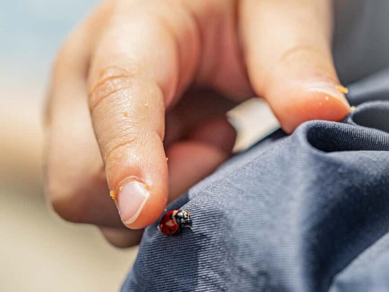 Oulu: Hietasaari Family Nature Walk with Picnic - Explore Hietasaari on a Family Nature Walk with Picnic in Oulu