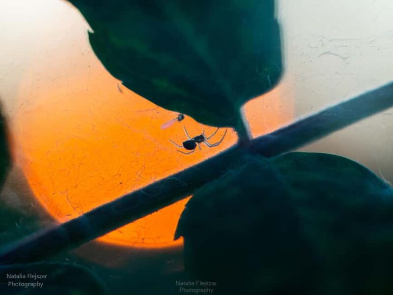 Oulu: Hietasaari Nature Tour with Local Guide - Key Points