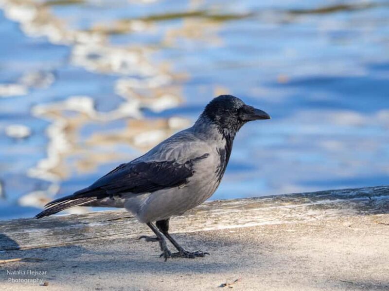 Oulu: Hietasaari Nature Tour with Local Guide - Discovering Hietasaari’s Coastal Trails and Sea Views