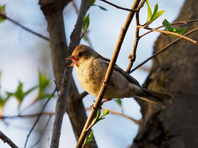 Oulu: Hietasaari Nature Tour with Local Guide - Tips on Nature Photography and Capture Opportunities