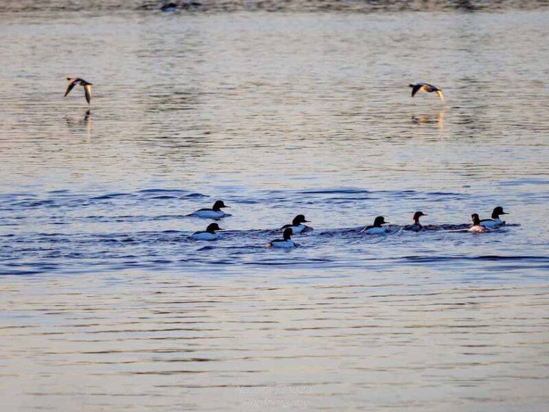 Oulu: Hietasaari Nature Tour with Local Guide - Final Thoughts on the Hietasaari Nature Tour with Local Guide