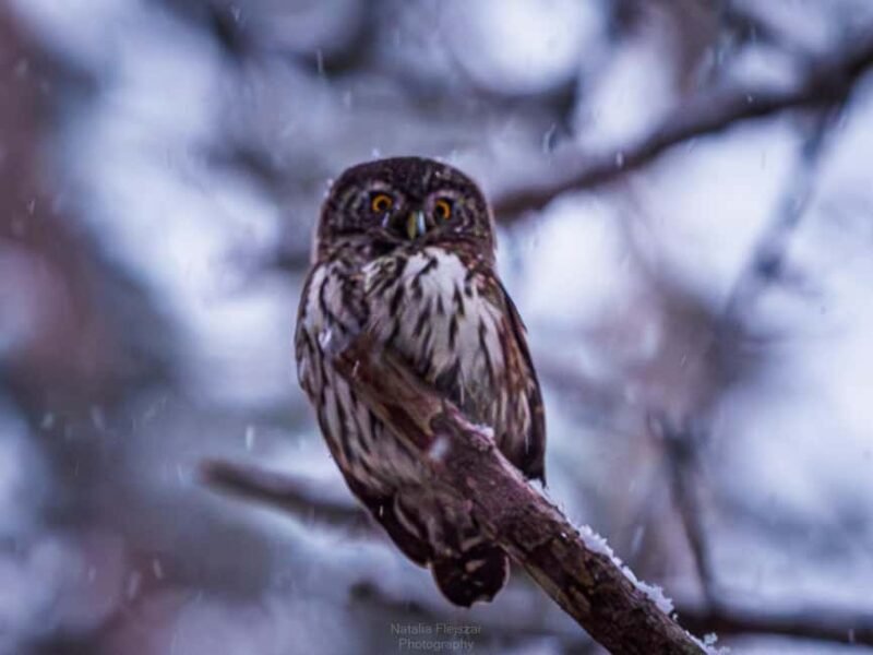 Oulu: Hietasaari Wildlife Hike with Nature Guide All Seasons - Key Points