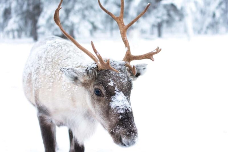 Oulu: Reindeers & Christmas Trees - Starting Point and Transportation Logistics in Oulu