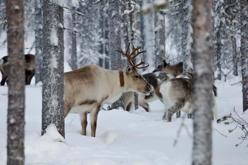 Oulu: Reindeers & Christmas Trees - Inside the Cozy Kota: Warmth and Finnish Hospitality