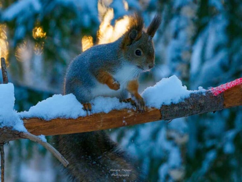 Oulu: Winter Wonderland, winter fun & Wildlife Trip - What Sets This Tour Apart from Other Arctic Experiences