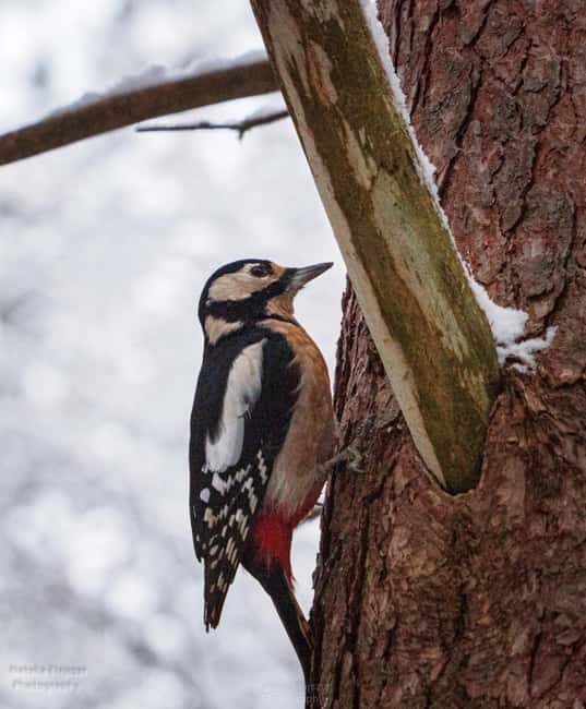 Oulu: Winter Wonderland, winter fun & Wildlife Trip - Final Thoughts on the Winter Wildlife & Scenic Hike