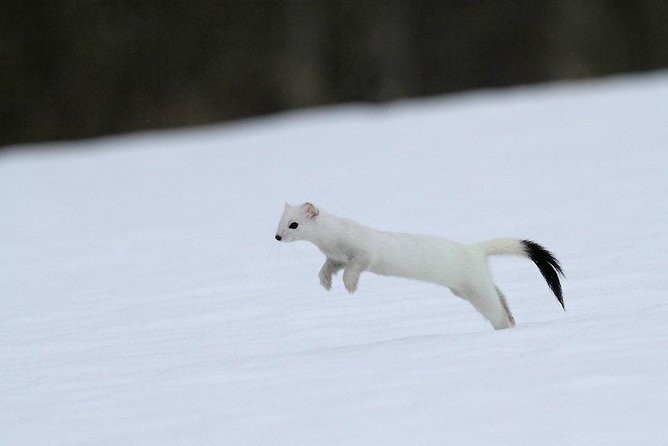 Ounasvaara and Ranua Zoo - Practical Aspects and Booking Insights