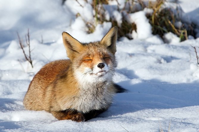 Ounasvaara and Ranua Zoo - Frequently Asked Questions