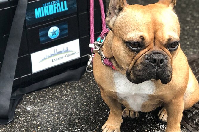 Outdoor Escape Room "Operation Mindfall" - Accessibility, Physical Fitness, and Safety Measures