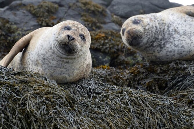 Over The Sea to (secret) Skye - Exploring the Armadale Castle, Gardens, and Museum of the Isles