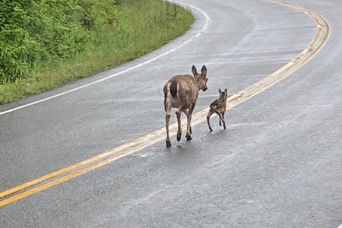 OVER THE TOP TOURS city highlights, wildlife and more! - Timing and Seasonal Considerations
