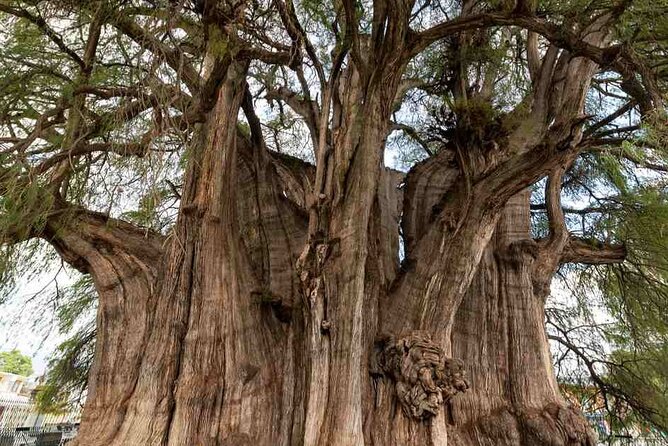 Overnight 2-Day Experience in Beautiful Oaxaca - Starting Point and Transportation Logistics from Huatulco