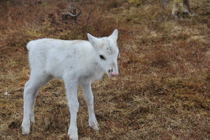 Overnight Stay in Lavvu and Reindeer Feeding - Comparing this Tour to Similar Arctic Experiences