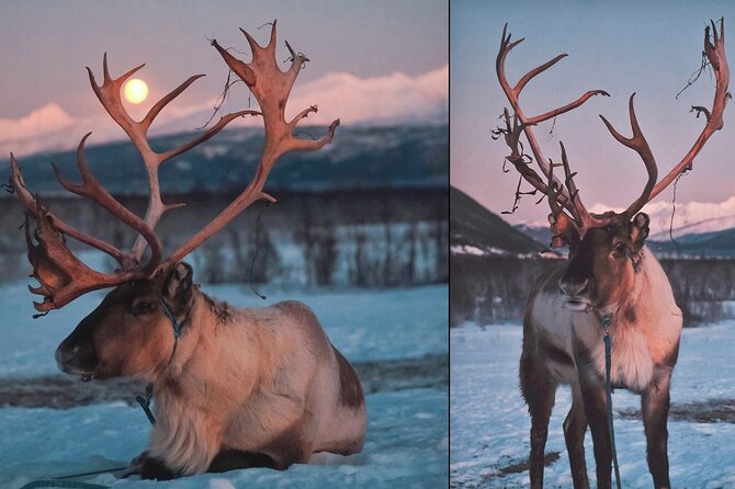 Overnight Stay with Reindeer Sledding & Feeding - Unique Cultural and Scenic Highlights