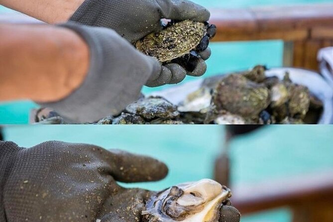 Oyster farm experience private day trip from Dubrovnik - Who Should Consider This Tour