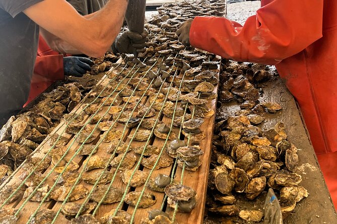 Oyster Farm, Ston and Winery Tour - Explore the Unique Combination of Salt, Oysters, and Croatian Wines in Dubrovnik