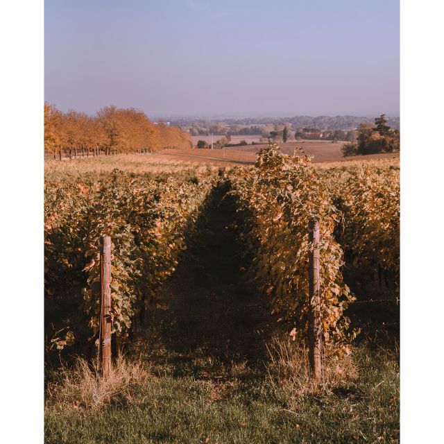 Ozzano Emilia: Guided Cellar Walking Tour with Wine Tasting - Key Points