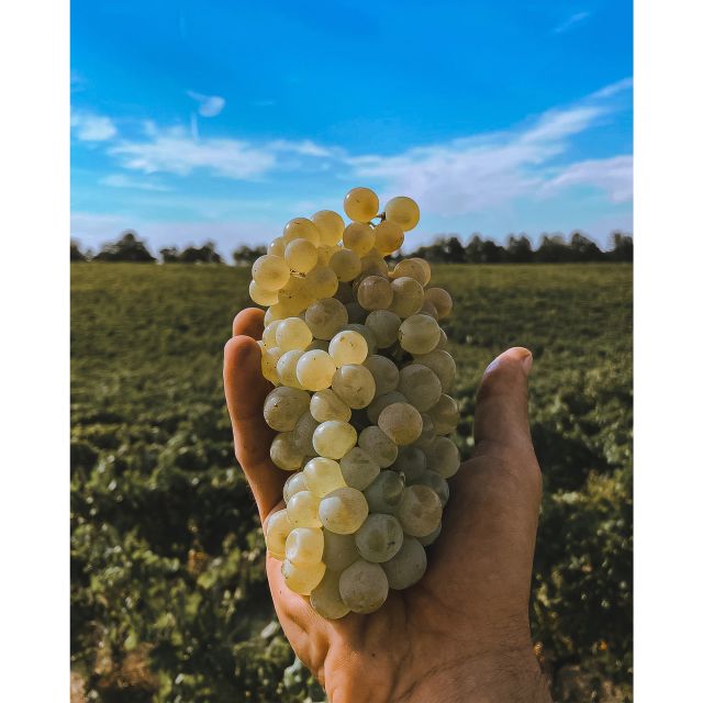 Ozzano Emilia: Guided Cellar Walking Tour with Wine Tasting - The Role of the Guides: Passionate and Knowledgeable