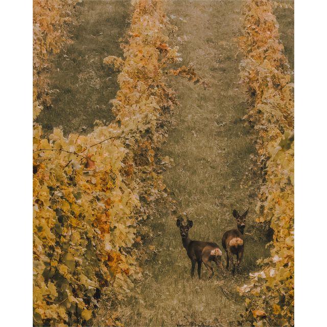 Ozzano Emilia: Guided Cellar Walking Tour with Wine Tasting - Who Should Consider This Tour