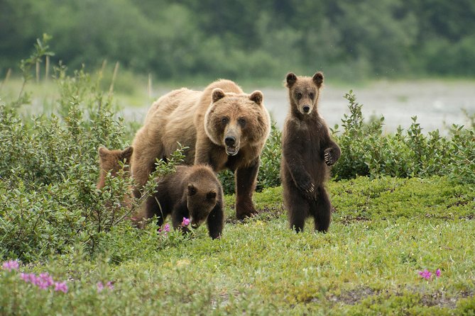 Pack Creek Brown Bear Viewing Juneau - Experience the Highest Concentration of Brown Bears on Admiralty Island