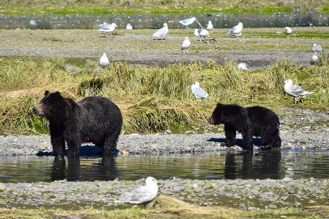Pack Creek Brown Bear Viewing Juneau - Physical Requirements and Safety Precautions