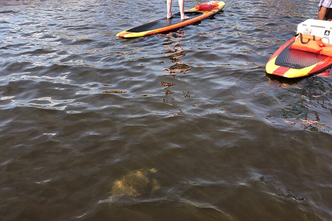 Paddle Board Rental - Convenient Meeting Point at City Island Park