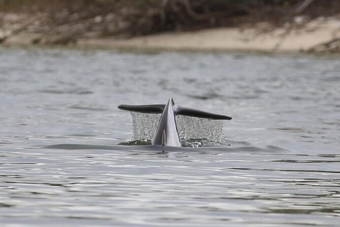 Paddle With Native Wildlife - What Wildlife Awaits on the Water?