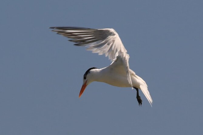 Paddle With Native Wildlife - The Island Stop: Rest and Refreshment