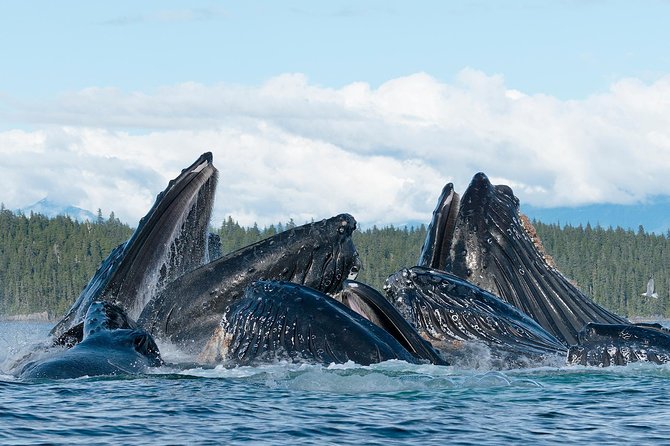 Paddle with Whales Kayak Adventure Juneau - Practical Details and Physical Requirements