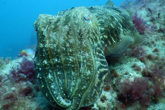 PADI Advanced Diving Course in Gran Canaria - Physical Requirements and Medical Considerations