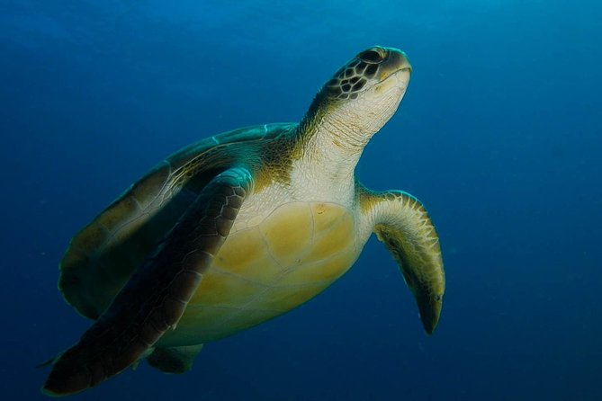 PADI Advanced Open Water Diver Course (AOWD) - 2 days - Unlock New Depths with the PADI Advanced Open Water Diver Course in Tenerife