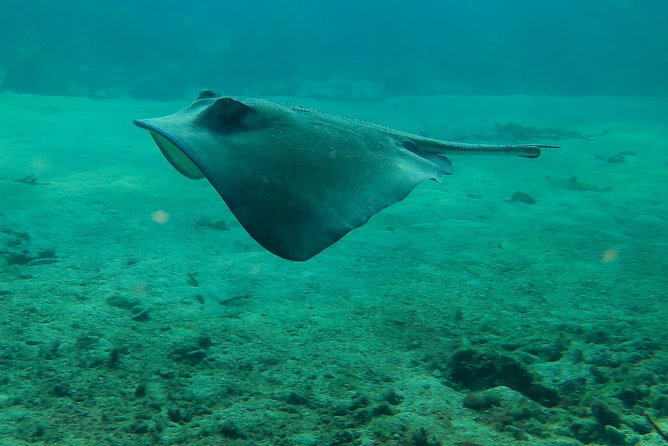 PADI Discover Scuba Diving - Why Choose This Tour in Costa Maya?