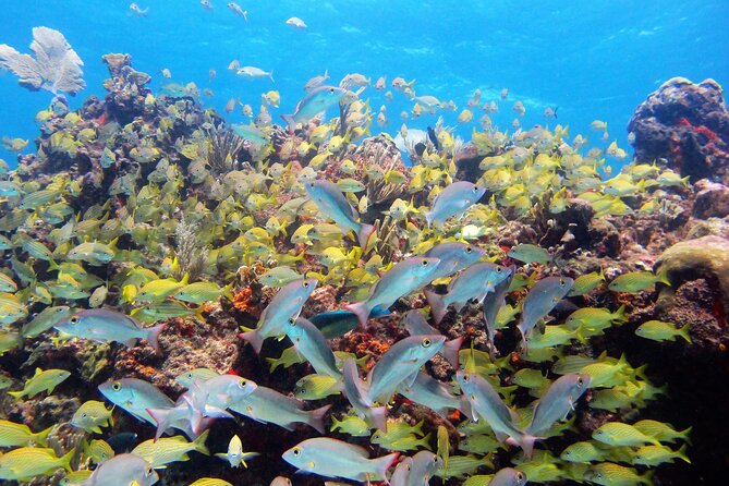 PADI Discover Scuba Diving for divers without certification - Unique Features of This Isla Mujeres Dive Tour