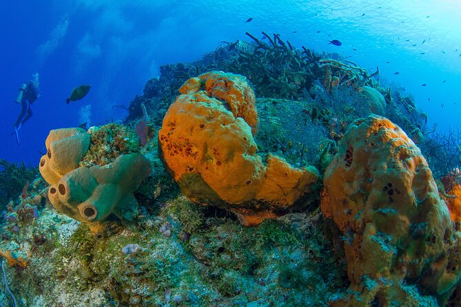 PADI Discover Scuba Diving Tour in Cozumel - Equipment and Safety Measures Provided