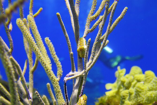 PADI Discover Scuba Diving Tour in Cozumel - Practicalities and Tips for Booking