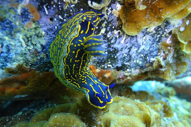 PADI Open Water Course in Costa Adeje - Logistics and Meeting Arrangements