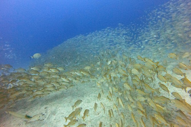 PADI Open Water Course in Costa Adeje - Who Will Most Enjoy This Course?