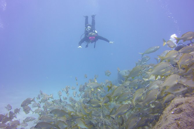 PADI Open Water Diver Course - Why This Course Stands Out from Other Options