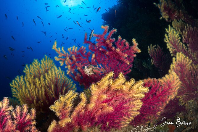 PADI Open Water Diver Course - Course Components: Sea Dives and Theory Lessons