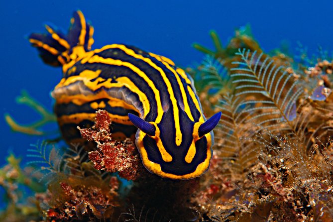 PADI Open Water Diver Course (OWD) - 2 days - The PADI Certification: Recognized Worldwide