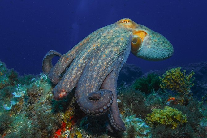 PADI Open Water Diver Course (OWD) - 2 days - Instructors and Their Teaching Styles