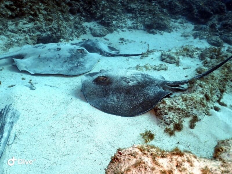 PADI Open Water Diving Course Tenerife - What’s Included in the Course Fee