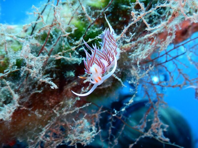 PADI Scuba Diving Program for Beginners in Peloponesse - The Itinerary: From Introduction to Underwater Exploration