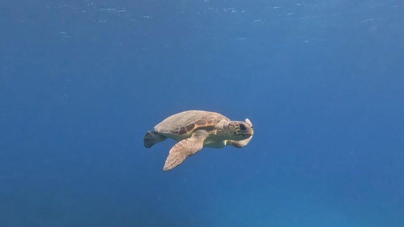 PADI Scuba Diving Program for Beginners in Peloponesse - The Experience of the Guides and Instruction Style