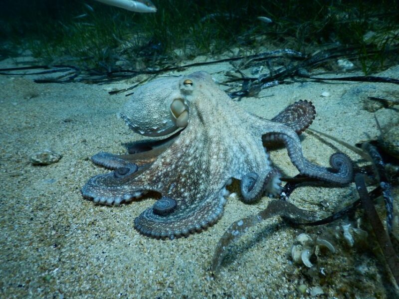 PADI Scuba Diving Program for Beginners in Peloponesse - Physical Requirements and Accessibility