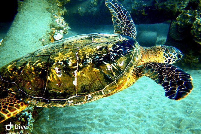 PADI Scuba Lesson and Shore Dive in Maui - The Shore Dive from Kahekili Beach: What to Expect