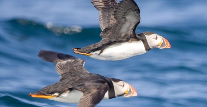 Padstow: Guided RIB Sealife Safari - Reviews Highlight the Tour’s Strengths