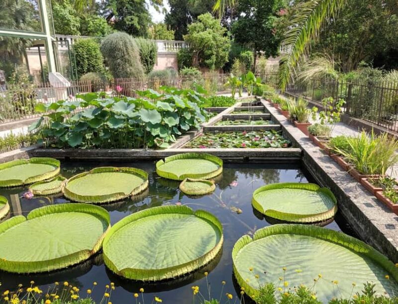 Padua Botanical Garden: Sacred Architecture and Plant Intelligence - Discover the Sacred Architecture and Plant Wonders of Paduas Oldest Botanical Garden